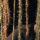Krokodilstränen