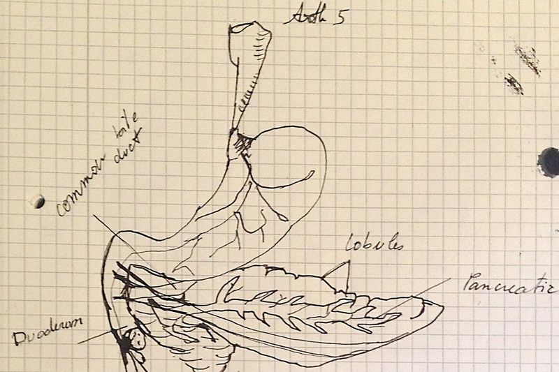 Anatomie