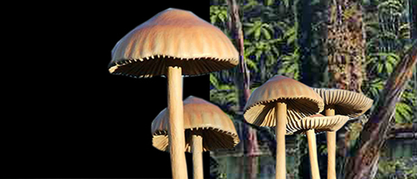 HOFFNUN´ (UA)