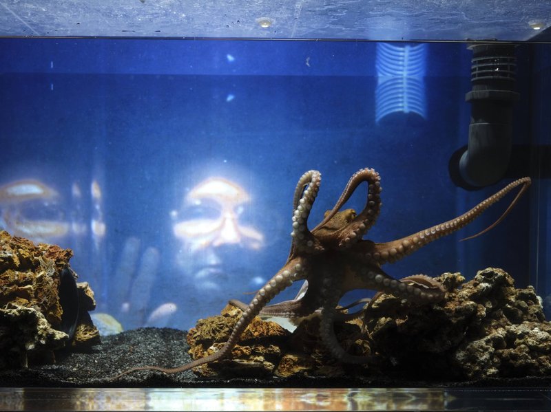 Temple du présent – Solo pour octopus: Film & Talk